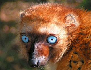 A female blue-eyed lemur